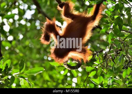 A silhouette of a baby orangutan (Pongo pygmaeus) in green krone of trees. Borneo, Indonesia. Stock Photo