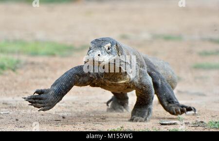 Attacking Komodo dragon (Varanus komodoensis). Dragon running on sand. It is the biggest living lizard in the world, Indonesia. Island Rinca Stock Photo