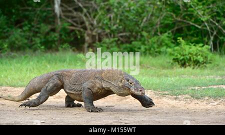 Attacking Komodo dragon (Varanus komodoensis). Dragon running on sand. It is the biggest living lizard in the world, Indonesia. Island Rinca Stock Photo