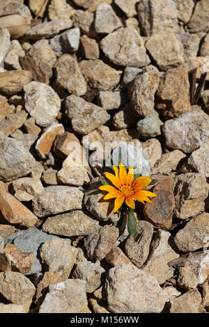 A solitary little orange daisy sprouts in a  rocky gravel bed, seeming to take on a harsh world.  Organic versus inorganic, beauty against adversity. Stock Photo
