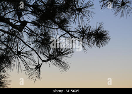 Silhouetted overhead branch and needles of the Torrey pine tree (Pinus torreyana) against a pale blue sky fading to yellow at dusk with copy space. Stock Photo