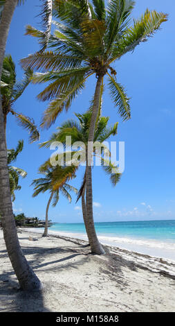 Close up of palm trees on tropical island Punta Cana, Dominican Republican Stock Photo