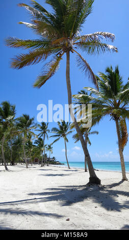 Palm Trees on a sunny day with tropical Dominican blue waters Stock Photo