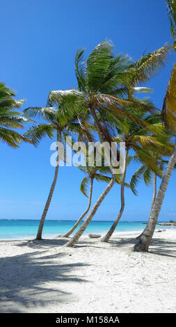 Palm Trees on Juanillo Beach, Cap Cana Punta Cana Dominican Republic Stock Photo