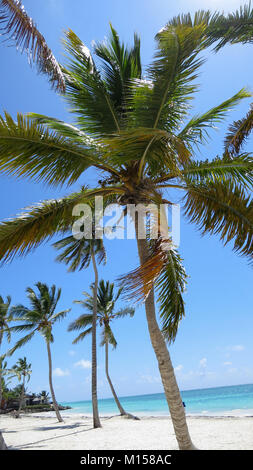 Palm Trees on a sunny day with tropical blue waters Stock Photo