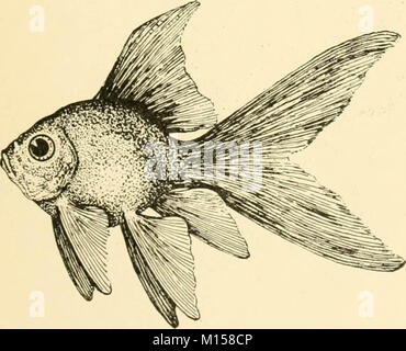 'Goldfish breeds and other aquarium fishes, their care and propagation : a guide to freshwater and marine aquaria, their fauna, flora and management. With 280 explanatory illustrations, printed with the text' (1908) Stock Photo