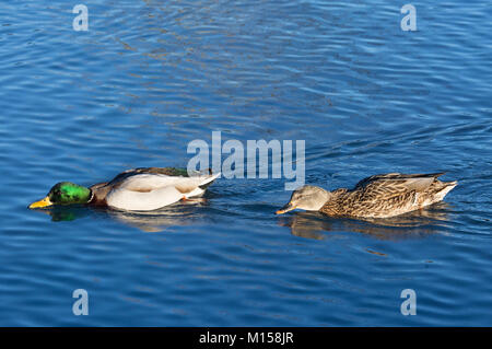 Mallard duck drake and hen (Anas platyrhynchos) swimming in pond Stock Photo