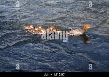 Female common merganser (Mergus merganser) swimming with her ducklings in the Bow River Stock Photo