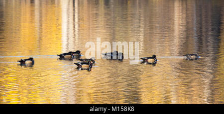 Flock of wood ducks (Aix sponsa) swimming with golden autumn foliage reflected on the pond surface Stock Photo