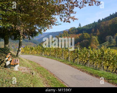 Empty bench overlooking vineyards and mountains covered in autumn colour in Gengenbach Black Forest area of Germany Stock Photo