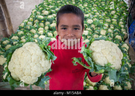 A little farmer kid holding two harvested cauliflower in his hands at iswardi, Bangladesh.