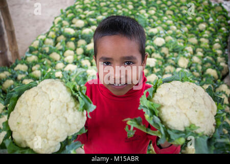 A little farmer kid holding two harvested cauliflower in his hands at iswardi, Bangladesh.