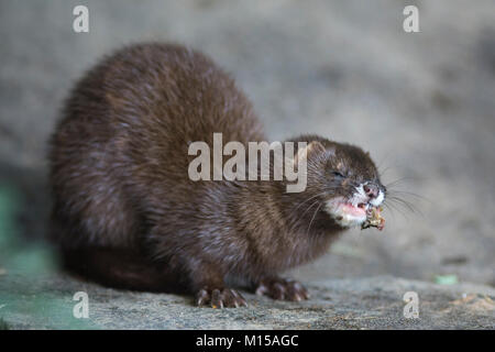 European mink. Mustela lutreola. Stock Photo