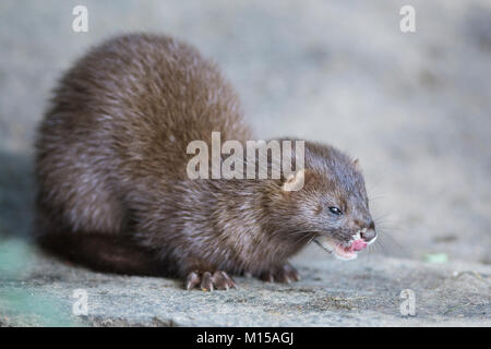 European mink. Mustela lutreola. Stock Photo