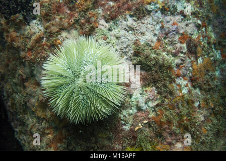 A Green Sea Urchin from SE Brazil Stock Photo