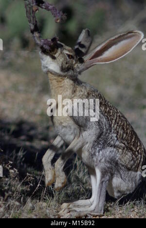 Antelope Jackrabbit seen feeding on cactus (Hungry Jack) Stock Photo
