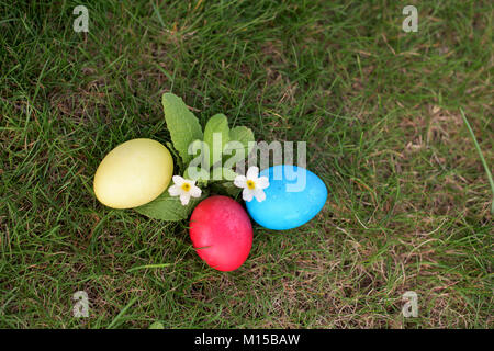 Red, yellow and blue eggs near primrose- Easter hunt Stock Photo