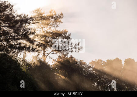 Morning scene of sunlight shining through silhouetted pine tree in foggy tropical forest of Thailand with space of bright sky during winter season. Stock Photo