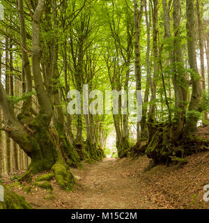 Forest path lined with old beech trees, Puy de Dome, Auvergne, France Stock Photo