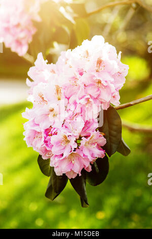 Closeup of a rhododendron flower in sunlight Stock Photo