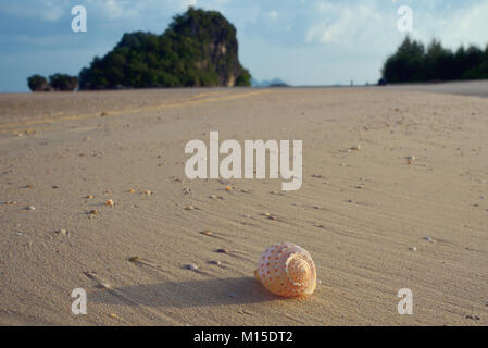 Shell lies on the sandy beach Stock Photo