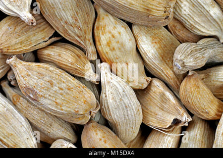 dried cardamom pods Stock Photo