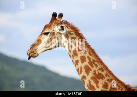 Head and neck shot of adult Giraffe with his tongue sticking out  taken against blue sky. Stock Photo