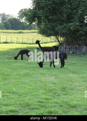 Three Black Alpacas Eating Grass on a Green Field Stock Photo