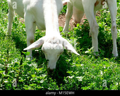Two White Dairy Goats Eating Grass on a Farm Stock Photo