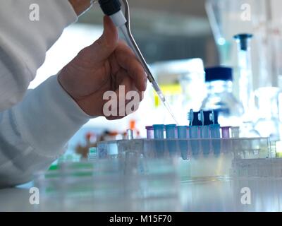 MODEL RELEASED. Biochemical research. Scientist pipetting samples into tubes ready for testing in a laboratory. Stock Photo