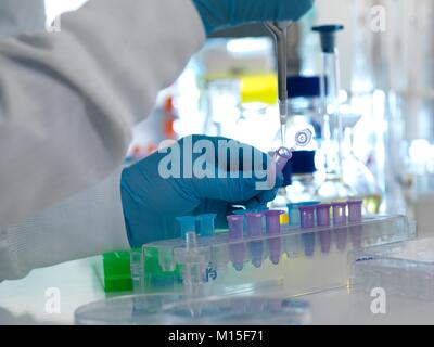 MODEL RELEASED. Biochemical research. Scientist pipetting samples into tubes ready for testing in a laboratory. Stock Photo