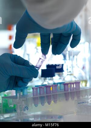 MODEL RELEASED. Biomedical research. Scientist closing the lid of a vial ready for testing in a laboratory. Stock Photo