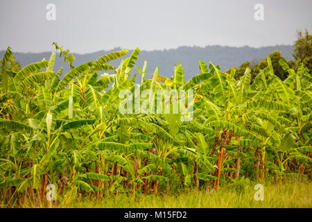Banana plants growing in Far North Queensland,Australia Stock Photo