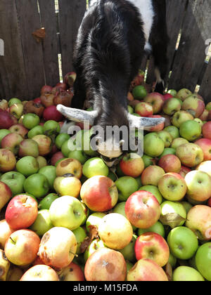 Pigmy Goats Searching for the Perfect Apple
