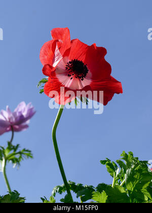 Red Anemone Flower Against a Clear Blue Sky Stock Photo