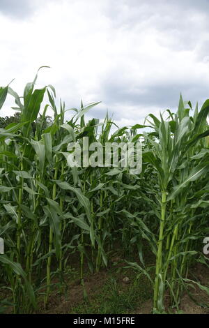 A Cloudy Day in the Corn Fields Stock Photo