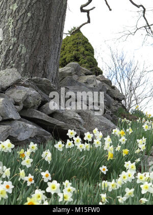 A Field of Daffodils on an Early Sunny Spring Day in April Stock Photo