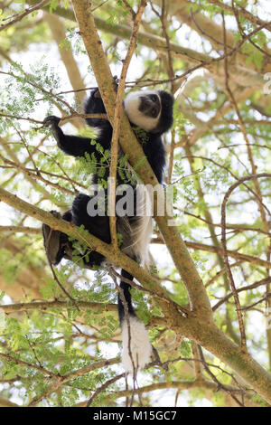 Colobus monkeys rests in the trees while watching the watcher. Stock Photo