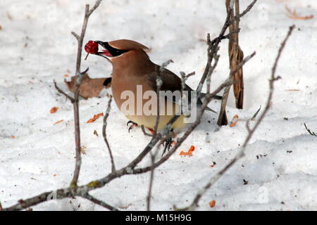 An individual Cedar Waxwing from a flock that showed up in March to feed at my ornamental crabapple trees. Stock Photo
