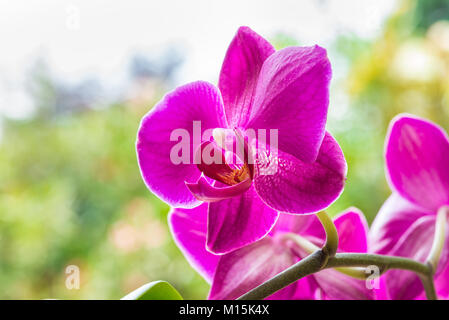 Close up of a purple pink orchid flower. Flower of phalaenopsis orchid also said moth orchid Stock Photo