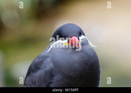 Head of the inca tern with frontal view Stock Photo