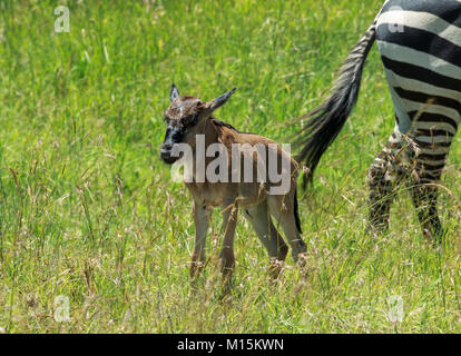 A Wildebeest calf lost after a river crossing in the Serengeti, Tanzania. Stock Photo