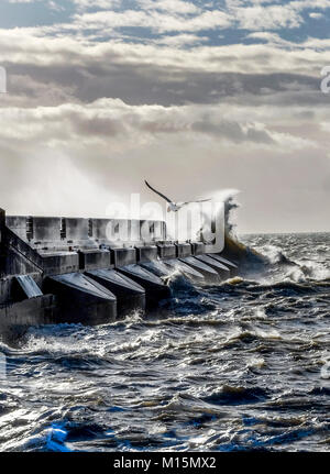Dramatic stormy sea breaking against brighton marina black harbour wall, spray and waves high in the air, rough sea and a solitary seagull trying to s Stock Photo