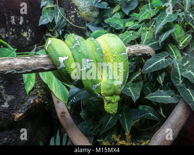 Emerald tree boa on display in the National Aquarium, Baltimore, Maryland, United States. Stock Photo