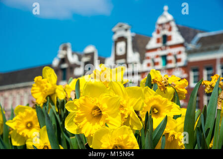 Yellow tulip flowers and Dutch houses on background, Amsterdam, Netherlands Stock Photo