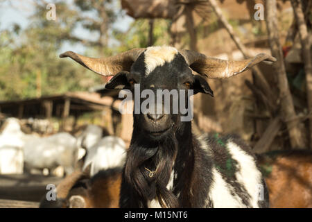 A goat in Serrekunda livestock market in Gambia, West Africa Stock Photo