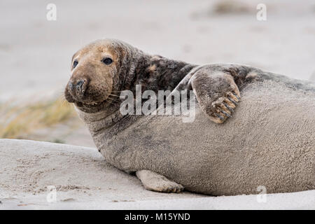 Grey seal (Halichoerus grypus) on the beach,Bulle,Helgoland,Schleswig-Holstein,Germany Stock Photo