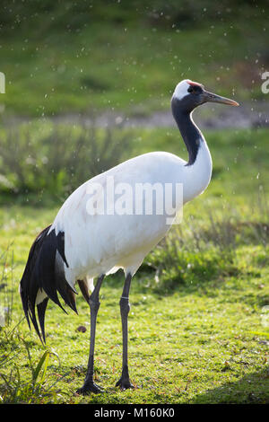 Whooping Crane - Grus Americana - tallest North American bird standing at Slimbridge Wildfowl and Wetlands Centre, England, UK Stock Photo