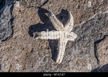 beautiful whitened weathered old starfish shell placed on eroded rock casts strong shadow in bright sunlight on undeveloped Bahia San Carlos shore Stock Photo