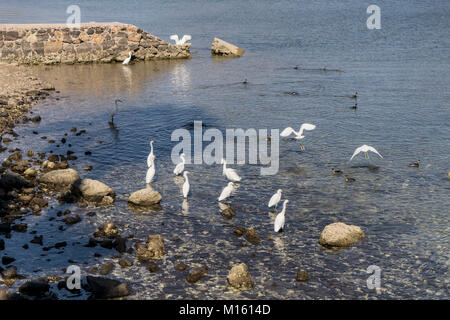grouping of beautiful elegant small white snowy egret egrets stand patiently waiting & watching for prey in clear shallows of Bahia San Carlos Mexico Stock Photo